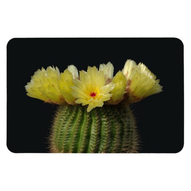 Imán de cactus (Horizontal)