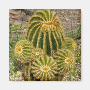 Imán de cactus