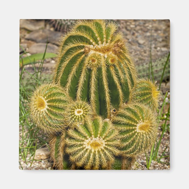 Imán de cactus (Frente)