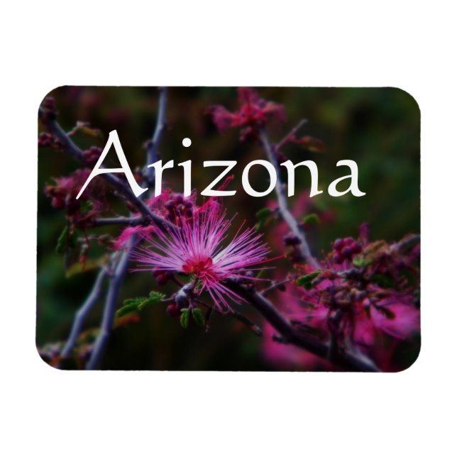 imán de Calliandra eriophylla, Imán de Arizona (Horizontal)