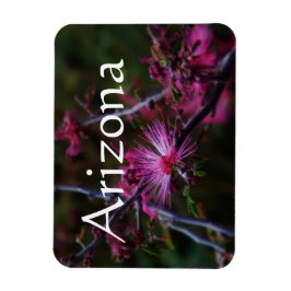 imán de Calliandra eriophylla, Imán de Arizona