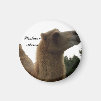 Imán de camello de Wedrose Acres