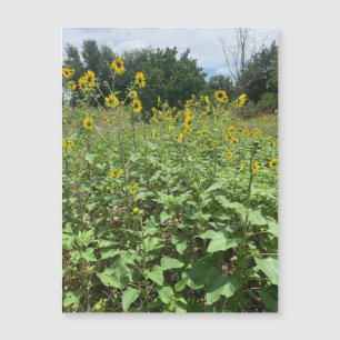 Imán de campo de girasol