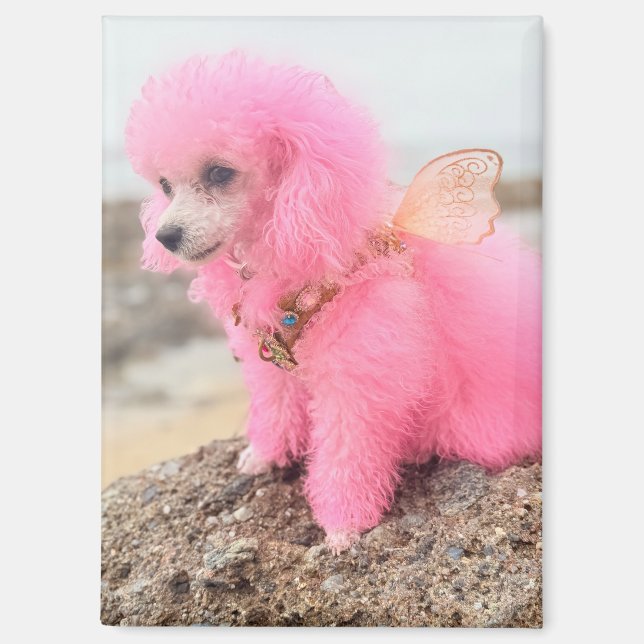 Imán de caniche rosa (Anverso)