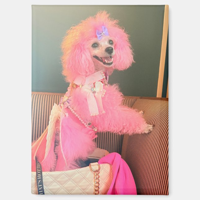 Imán de caniche rosa, imán de regalo de caniche ro (Anverso)