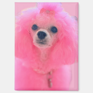Imán de caniche rosa, imán de regalo de caniche ro