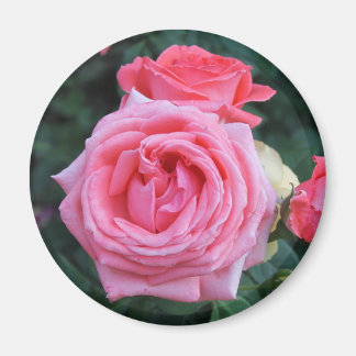 Imán de capullos de rosa rosados