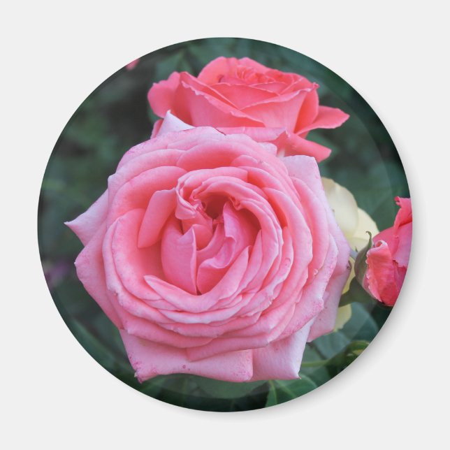Imán de capullos de rosa rosados (Frente)