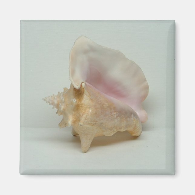 imán de CARACOLA (cuadrado) (Frente)