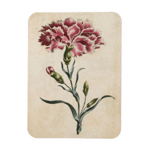 Imán de carnación floral botánica vintage