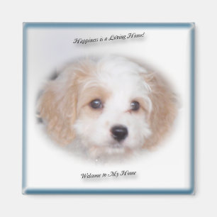 Imán de Cavachon de la caza