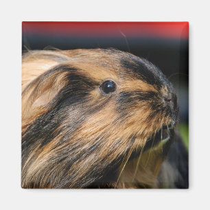 Imán de Chubbles