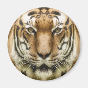 Imán de cierre del tigre