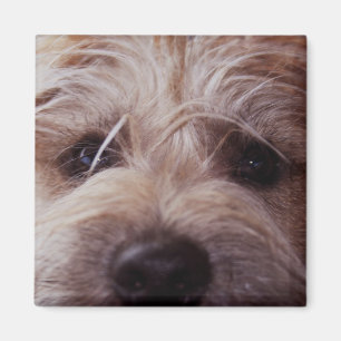 Imán de cierre facial de cachorro