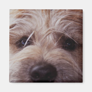 Imán de cierre facial de cachorro