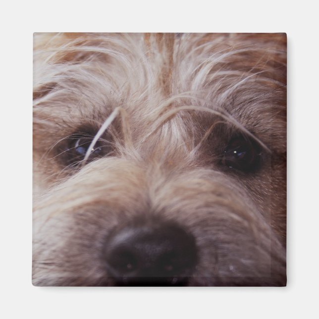 Imán de cierre facial de cachorro (Frente)