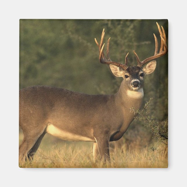 imán de ciervo (Frente)