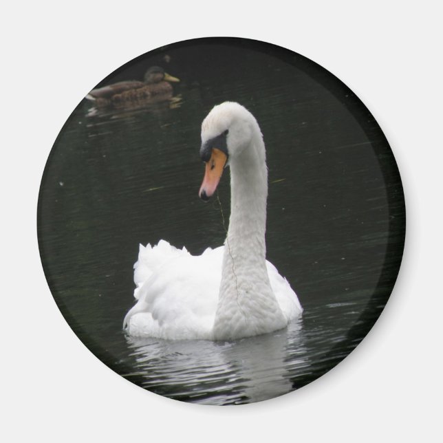 Imán de cisne blanco (Frente)