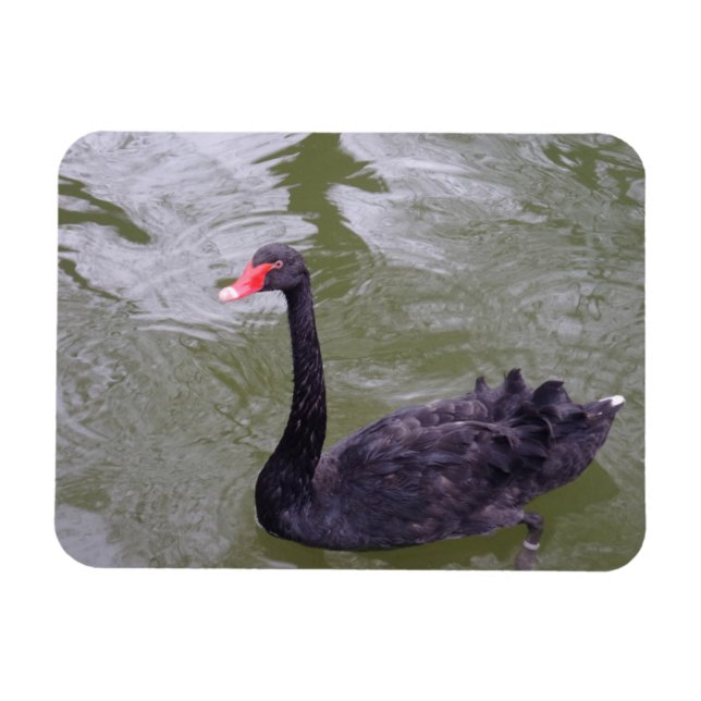 Imán de cisne negro de 3"x4" (Horizontal)