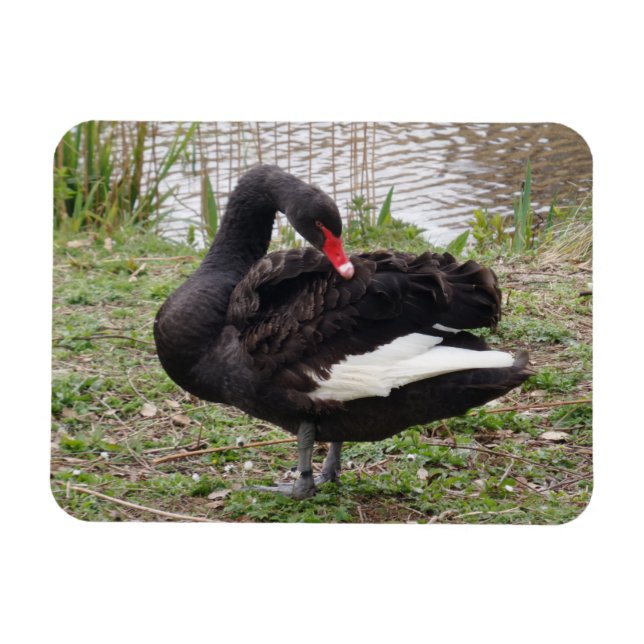 Imán de cisne negro de 3"x4" (Horizontal)
