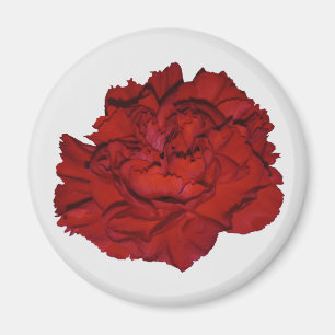 Imán de Clavel Rojo