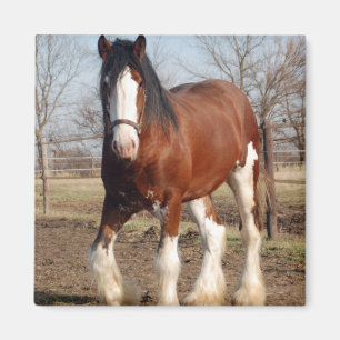 Imán de Clydesdale