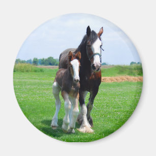 Imán de Clydesdale y de la potra