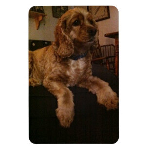 Imán de cocker spaniel