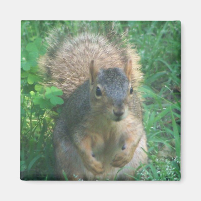 imán de cola espesa (Frente)