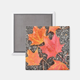 Imán de collage de hojas de otoño