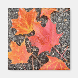 Imán de collage de hojas de otoño