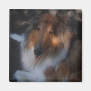 imán de collie a prueba