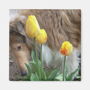 Imán de Collie y Tulipanes