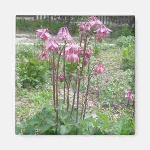 Imán de Colorado Columbine