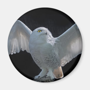 Imán de comprobación previa al vuelo