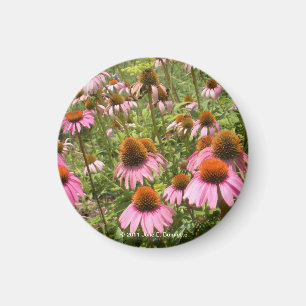Imán de Coneflowers
