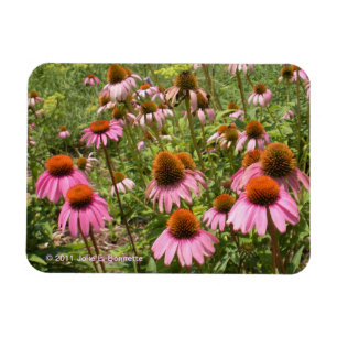 Imán de Coneflowers Flexi