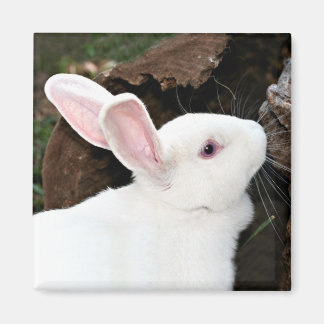 imán de conejo