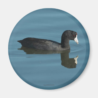 imán de coot