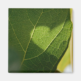 Imán de Corazón de Hoja Iluminada por el Sol
