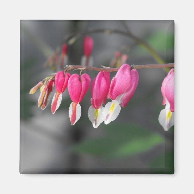 Imán de corazones colgantes (Frente)