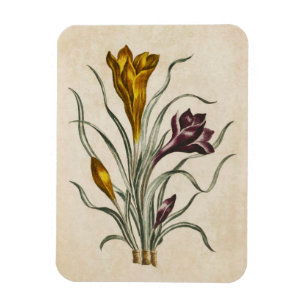Imán de crocus floral botánico vintage
