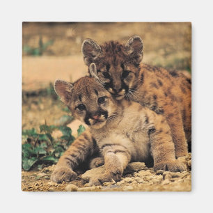 Imán de Cubs de tigre