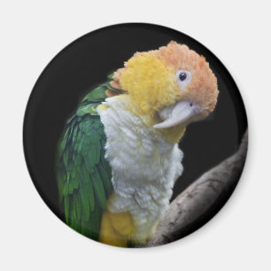 Imán de Cuti Colorido