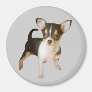 Imán de Cutie de la chihuahua