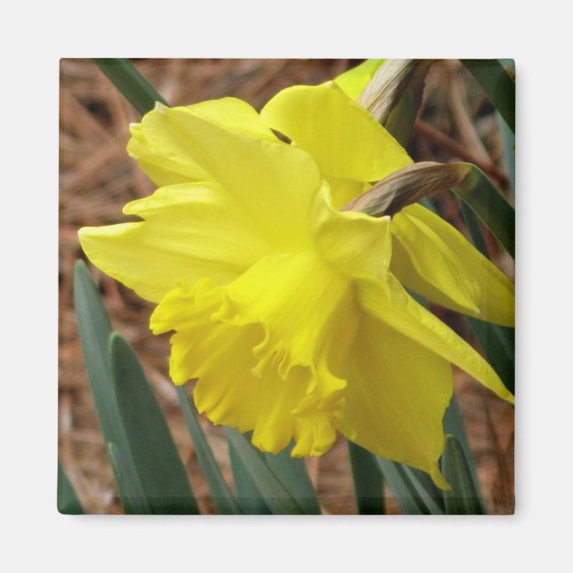Imán de daffodil de primavera (Frente)