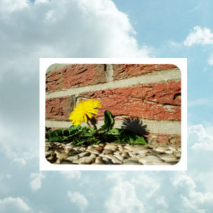 Imán de Dandelion determinado