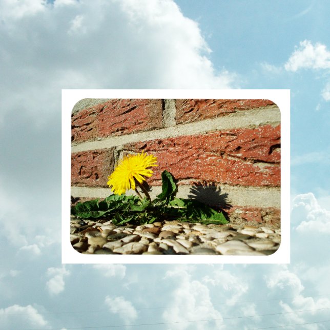 Imán de Dandelion determinado (Subido por el creador)