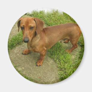 Imán de Daschund
