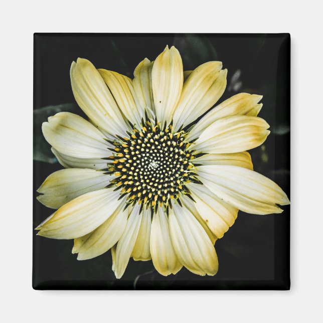 Imán de deflector amarillo de flores de miel (Frente)